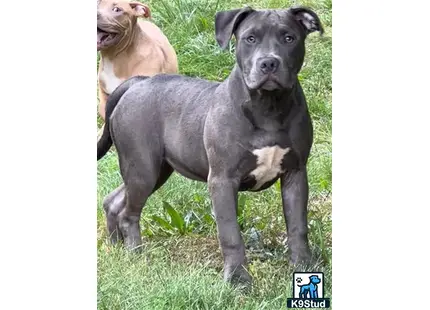 a american bully dog standing on grass